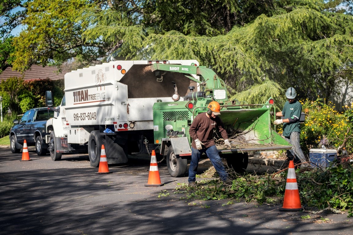 Info Tree Service Tree Service